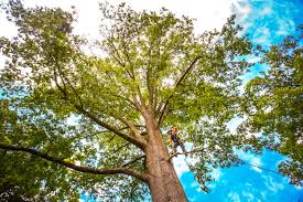 Best Leaf Removal  in Sterling, GA