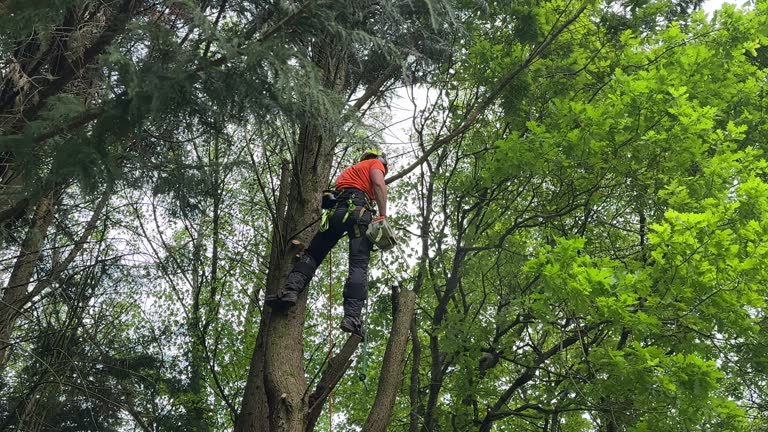 Best Commercial Tree Services  in Sterling, GA