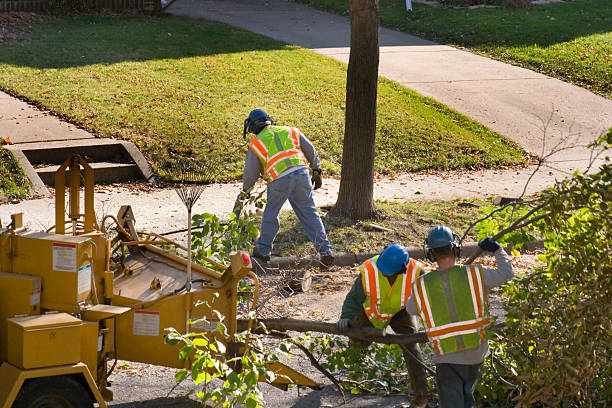 Best Seasonal Cleanup (Spring/Fall)  in Sterling, GA