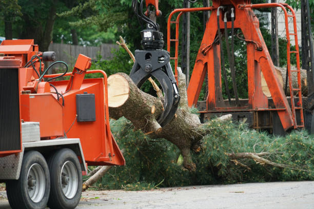 Best Tree Disease Treatment  in Sterling, GA